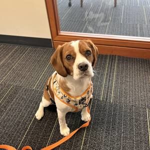 Meet your Posher, Joan